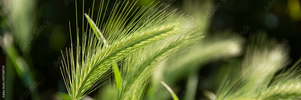 Close up of wild wheat, organic ingredients, nature plant details Close up of wild wheat, organic ingredients, nature plant details