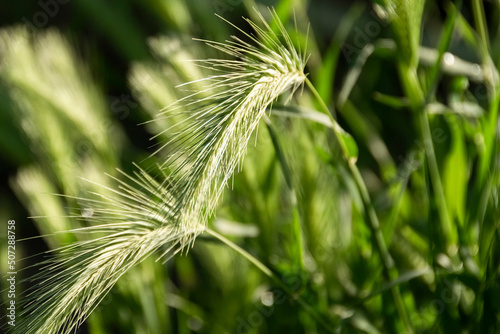 Close up of wild wheat, organic ingredients, nature plant details