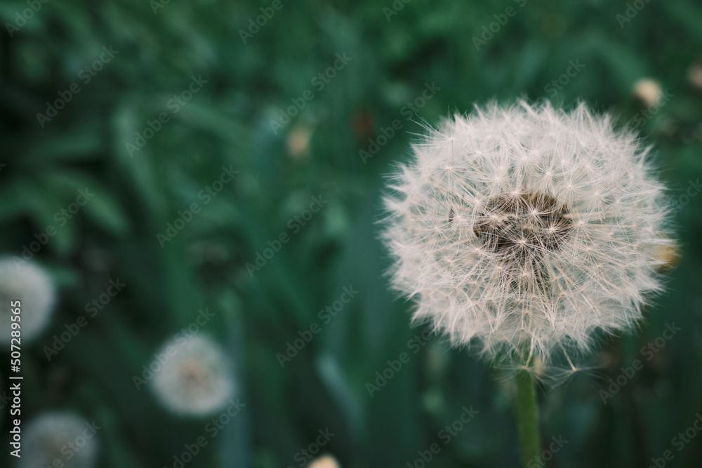 Fototapeta premium White fluffy dandelions, natural green blurred spring background, selective focus.