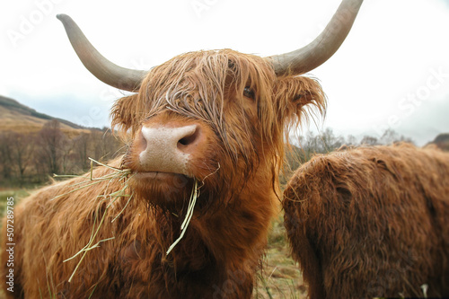 scottish highland cow eating