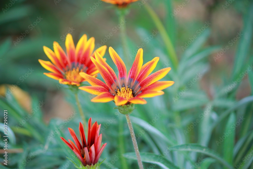 Gazania linearis flowers Closeup in plate Garden Gazania linearis flowers Closeup in plate Garden