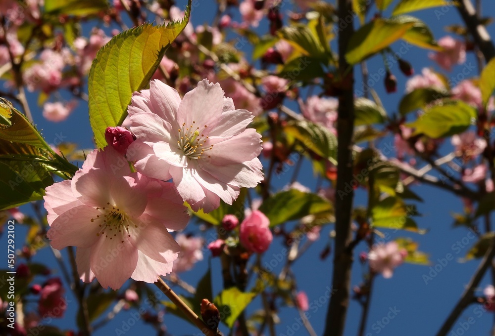 Obraz premium pink flowers