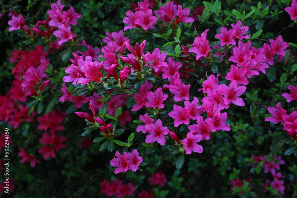 pink flowers in the garden