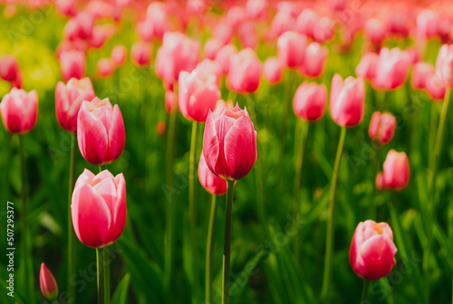 Pink tulips lit by sunlight. Soft selective focus. Fresh spring flowers in the garden with soft sunlight for your floral holidays card. Bright colorful tulip photo background.