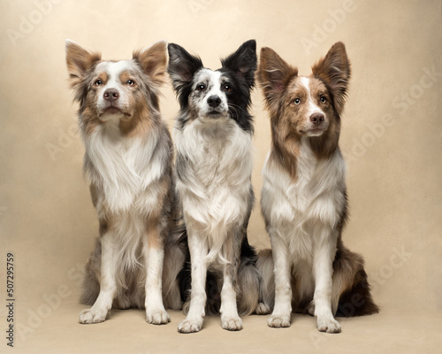 dogs sit at beige background  fun border collie
