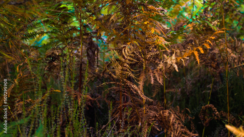 Macro de feuilles de fougère, dans l'environnement forestier des Landes de Gascogne Macro de feuilles de fougère, dans l'environnement forestier des Landes de Gascogne