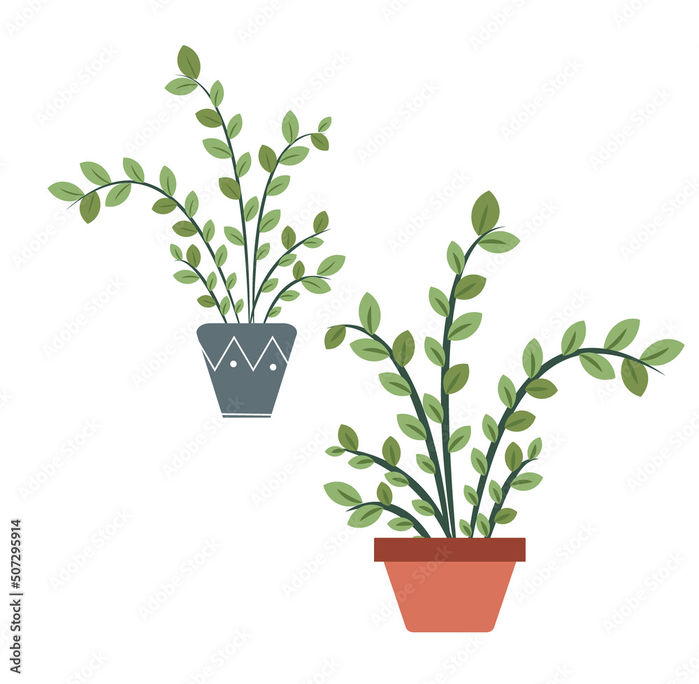 Two home flowers in beautiful pots, isolated on a white background. Flat style, design. Two home flowers in beautiful pots, isolated on a white background. Flat style, design.