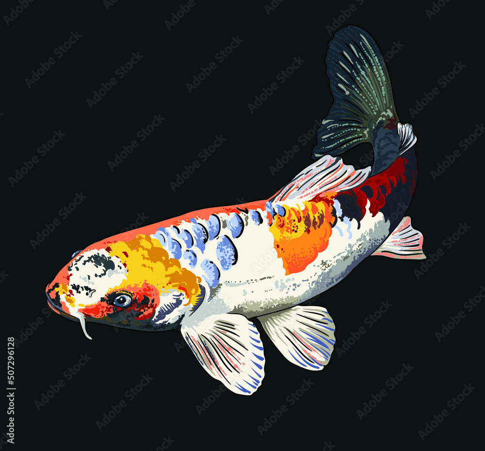Naklejka Drawing kin sowa koi, bautiful, art.illustration, vector