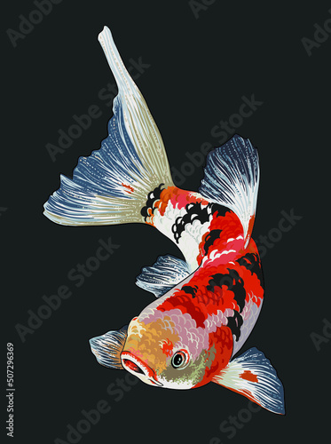 Drawing taisho sanke koi, beautiful, art.illustration, vector