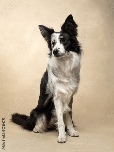 dog sits at beige background, fun border collie