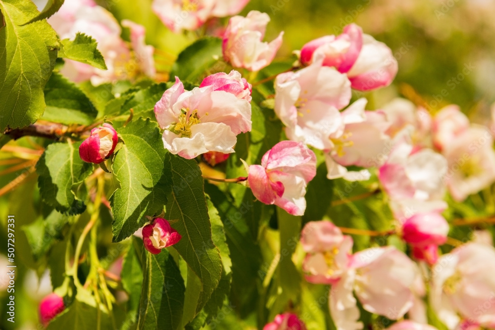 Apple tree with flowers in spring time. Selective focus Apple tree with flowers in spring time. Selective focus
