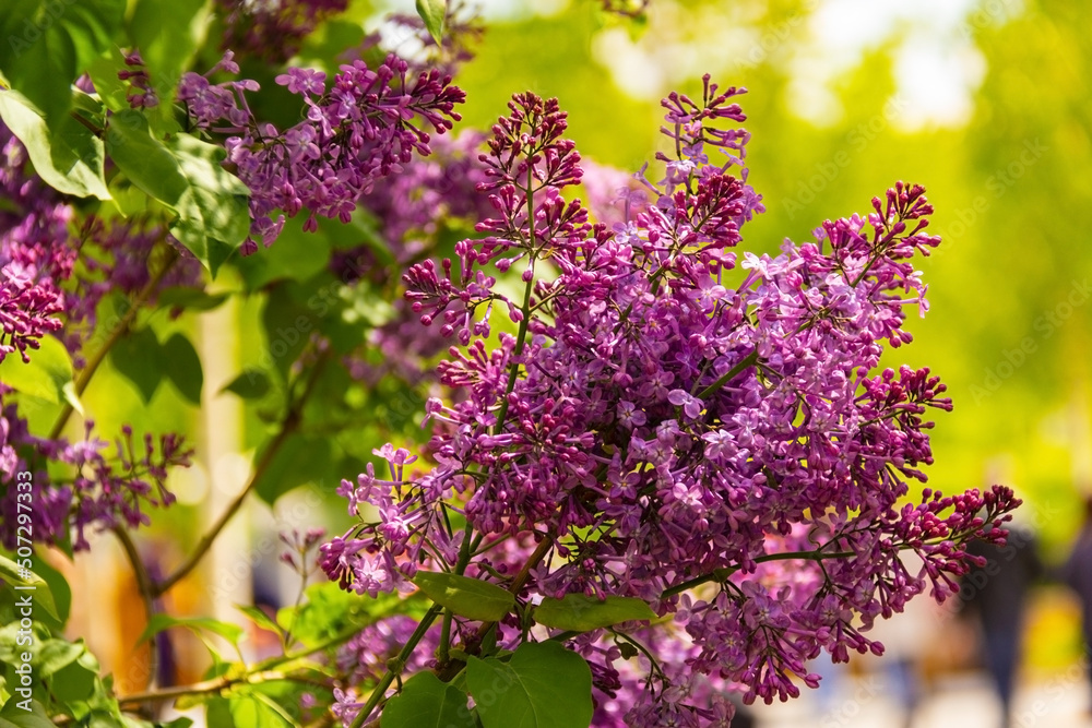 lilac tree with flowers in spring time