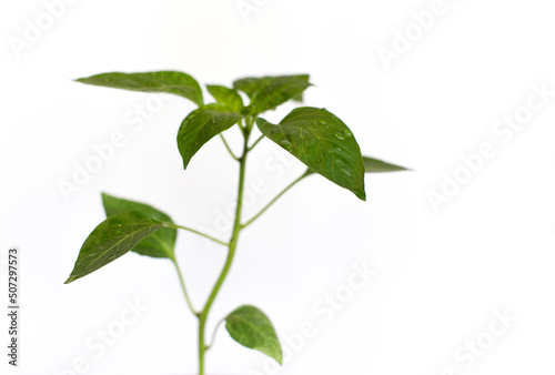 Pepper leaves with water drops after rain, on a white background