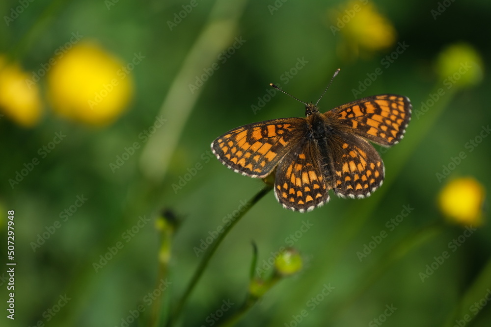 Heath fritillary butterfly resting on a flower Heath fritillary butterfly resting on a flower