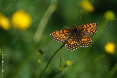 Heath fritillary butterfly resting on a flower