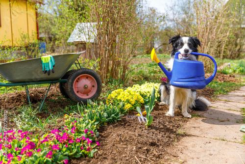 Fototapeta Outdoor portrait of cute dog border collie holding watering can in mouth on garden background