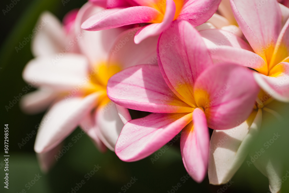 frangipani flowers Close up beautiful Plumeria. Amazing of Thai frangipani flowers on green leaf background. Thailand spa and therapy flower