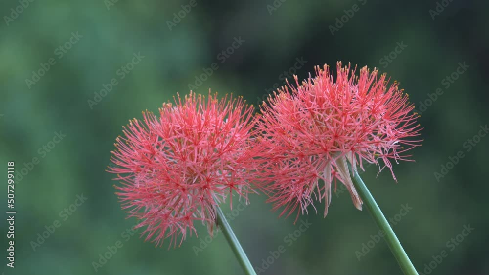 couple of beautiful blooming spherical blood lily flower with green background couple of beautiful blooming spherical blood lily flower with green background