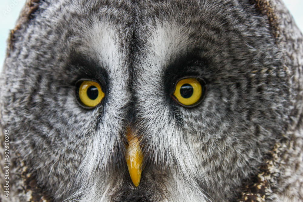 Cárabo lapón (Strix nebulosa) recuperándose de sus heridas en un centro de recuperación de fauna salvaje Cárabo lapón (Strix nebulosa) recuperándose de sus heridas en un centro de recuperación de fauna salvaje