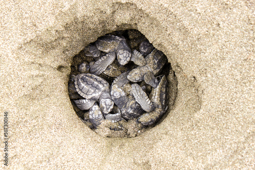 Eclosión de los huevos de tortuga olivácea o tortuga lora (Lepidochelys olivacea) en un nido de una playa del Océano Pacífico en Costa Rica photo