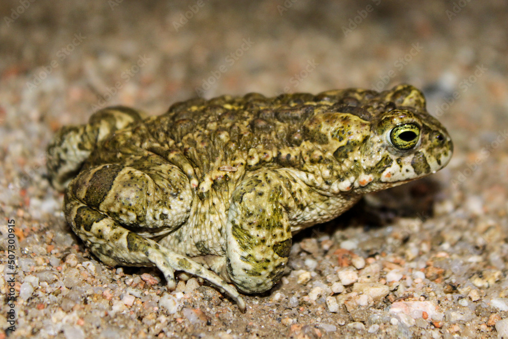Sapo corredor (Epidalea calamita) en una noche lluviosa en Extremadura Sapo corredor (Epidalea calamita) en una noche lluviosa en Extremadura