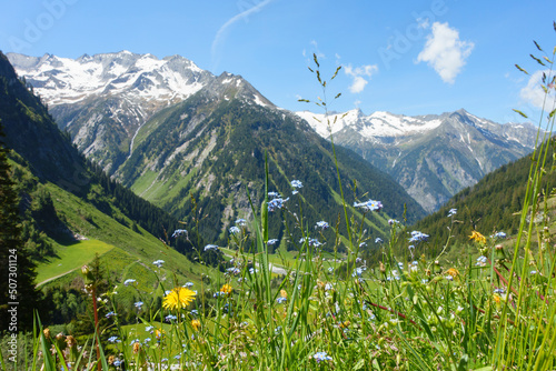Bergblumenwiese mit Alpen im Hintergrund