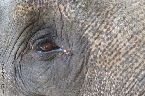 close up of elephant eye