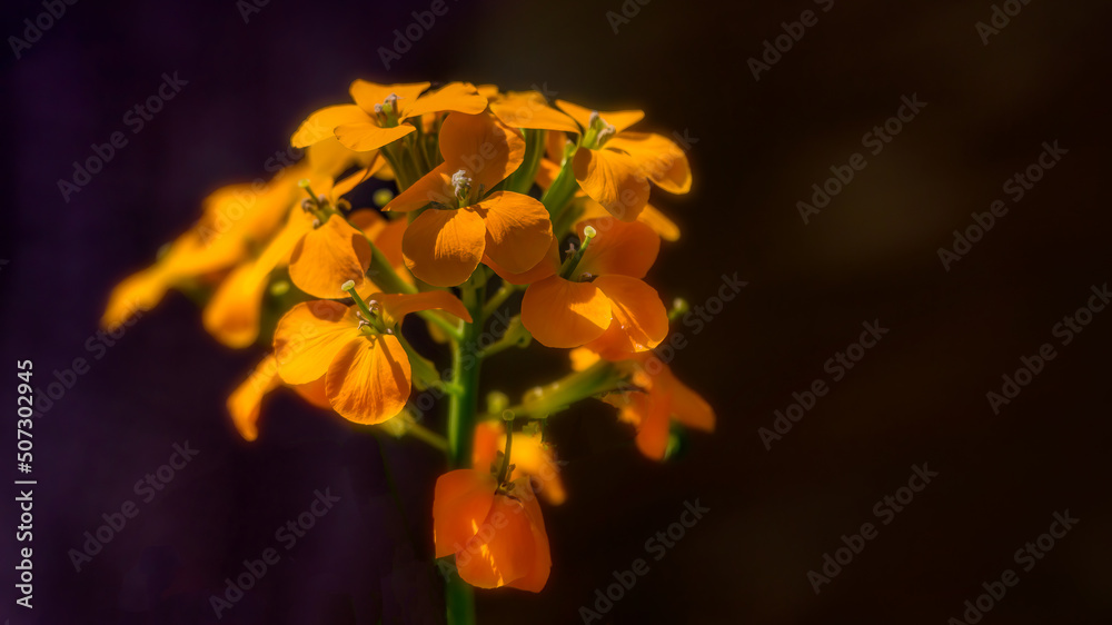 Fototapeta premium Siberian WallFlower grows in our garden in Windsor in Upstate NY. Beautiful Orange and Yellow from this perennial plant. 