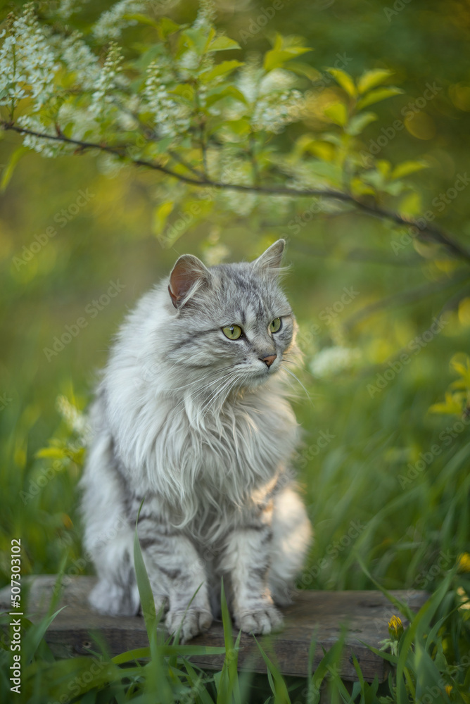 Photo of a beautiful gray cat in a spring garden. Photo of a beautiful gray cat in a spring garden.