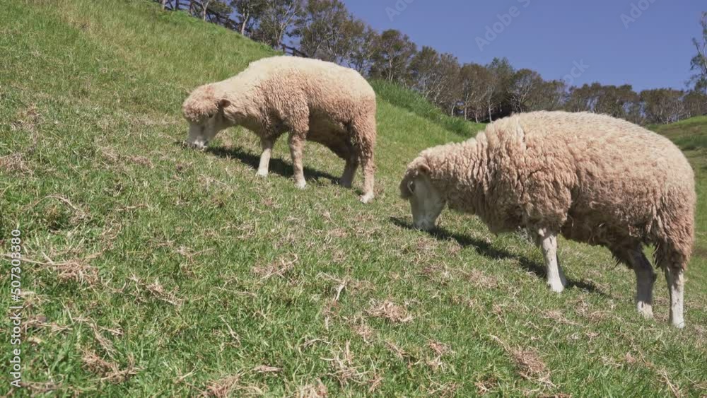 Beautiful landscape with sheeps grazing in Qingjing farm, Nantou ,Taiwan Beautiful landscape with sheeps grazing in Qingjing farm, Nantou ,Taiwan