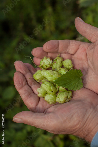 Brewer fresh hops quality control