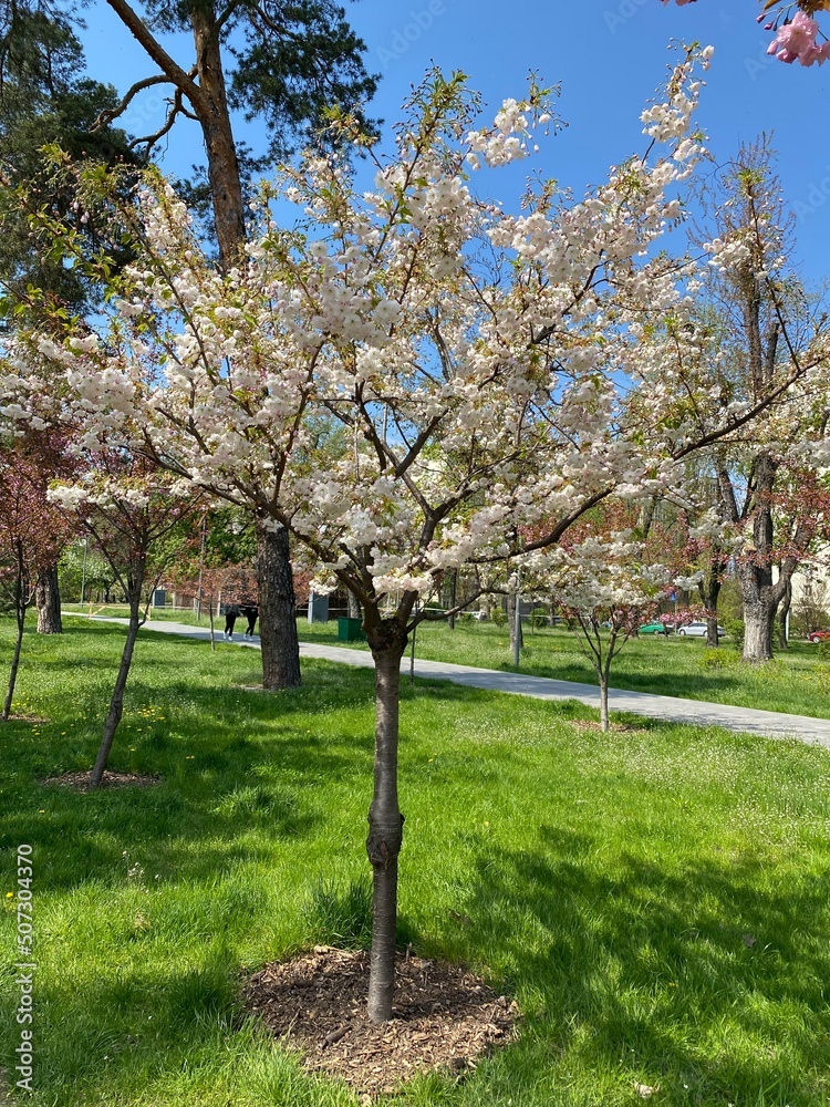 The ancient Japanese tradition of hanami is available to everyone! The ancient Japanese tradition of hanami is available to everyone!