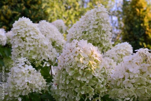 Wallpaper Mural Luxury inflorences of  white and pink paniculata hydrangeas  variety Limelight on the background of the garden