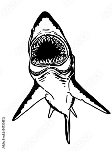 Graphical illustration of great white shark ,angry look. Aquatic hunter, killer. Vector illustration