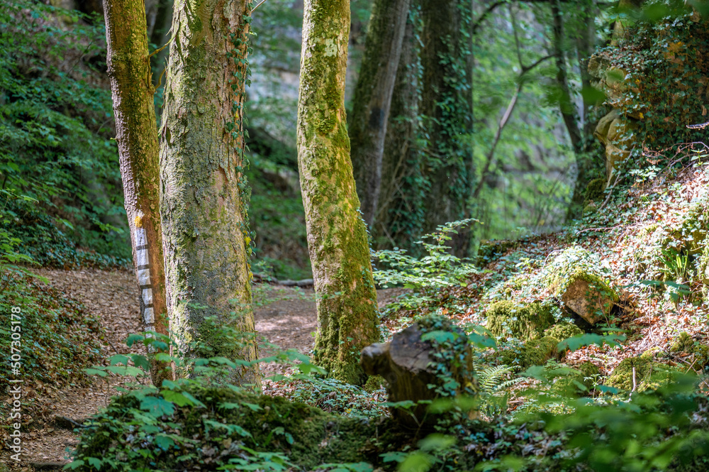 Fototapeta premium Wild romantisches Müllerthal bei Berdorf