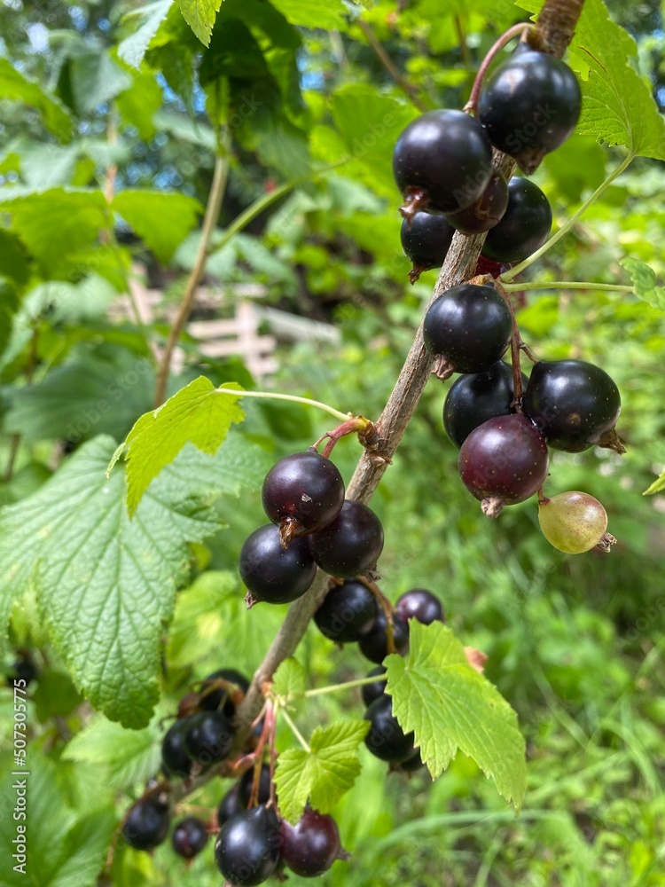 Gifts of nature for human health. Gifts of nature for human health.