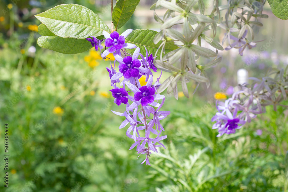 Purple Petrea volubilis or Wreath Sandpaper Vine flower bloom in the garden on blur nature background. Purple Petrea volubilis or Wreath Sandpaper Vine flower bloom in the garden on blur nature background.