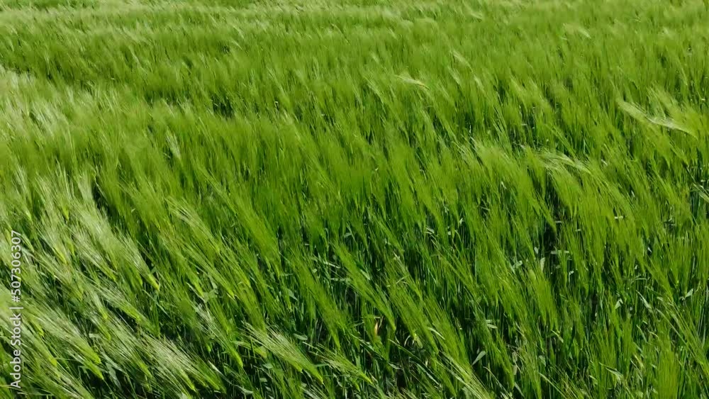 Green wheat sways in the wind. Screensaver of the field of green wheat waving in the wind Green wheat sways in the wind. Screensaver of the field of green wheat waving in the wind