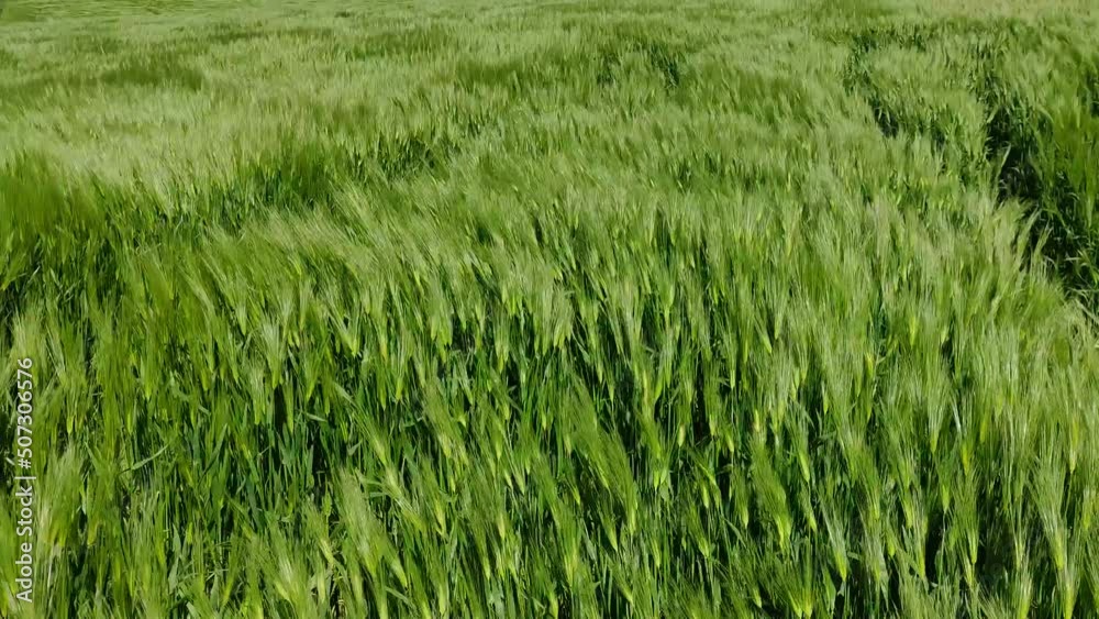 Screensaver of the field of green wheat waving in the wind. Green wheat sways in the wind., close-up video 4K Screensaver of the field of green wheat waving in the wind. Green wheat sways in the wind., close-up video 4K
