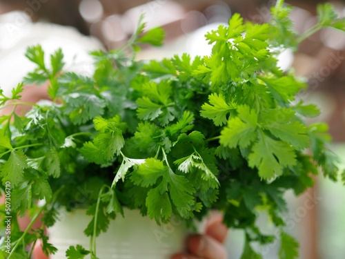 An elderly woman holds a bunch of healthy cilantro herb grown in her own garden in her hands. Natural seasoning.