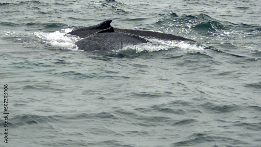 Fototapeta premium Humpback whales in Machalilla National Park, off the coast of Puerto Lopez, Ecuador