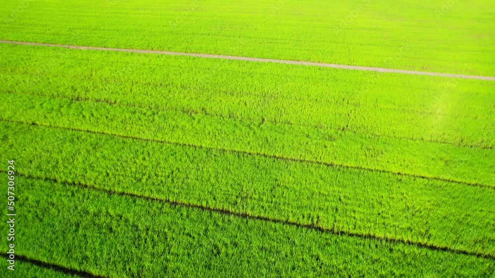 4K Aerial Wide view of Beautiful green rice fields in the rural of Thailand. Green nature background. Fresh Sapling rice.
4K Aerial Wide view of Beautiful green rice fields in the rural of Thailand. Green nature background. Fresh Sapling rice.