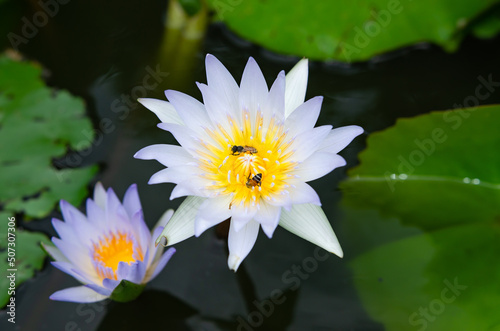 Lotus flowers that were blooming in the morning and bees gathered pollen. Soft focus