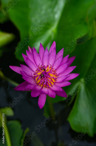 Lotus flowers that were blooming in the morning. Soft focus