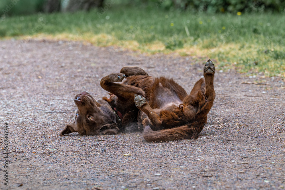 Hundeglück in der historischen Stadt Phalsbourg