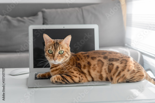 Bengal cat lies on a laptop keyboard in the living room.