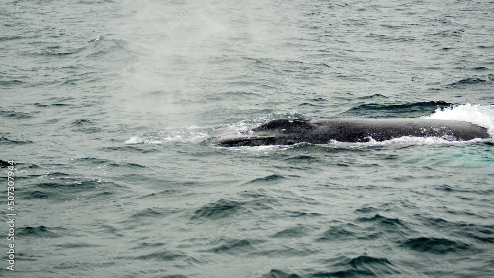 Blow hole of a humpback whale in Machalilla National Park, off the coast of Puerto Lopez, Ecuador Blow hole of a humpback whale in Machalilla National Park, off the coast of Puerto Lopez, Ecuador