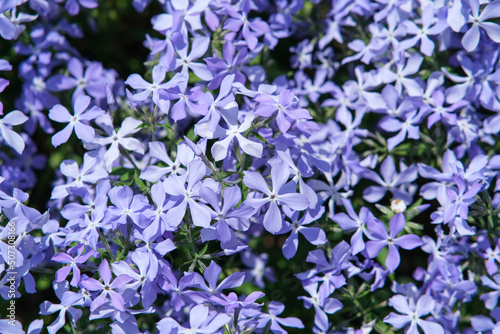 Phlox subulate. Beautiful blue plant with dense flowering. Carpet flowers. 