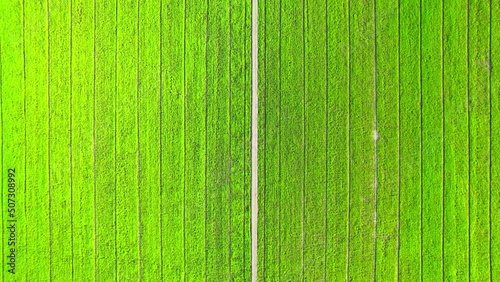 Aerial view of agriculture in rice fields for cultivation. Natural texture for background. green rice paddies in Nonthaburi, Thailand. 4K drone.
 photo