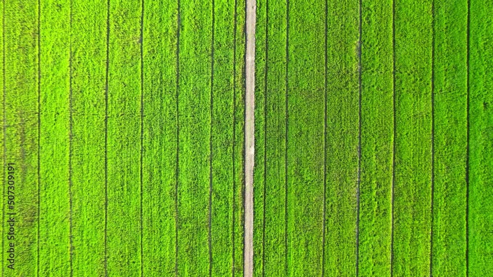 The sapling of the green rice plant. Video of fresh spring rice field ...